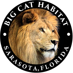 Big Cat Habitat Sarasota, FL