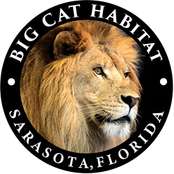 New-Logo-copy.png Big Cat Habitat Sarasota, FL